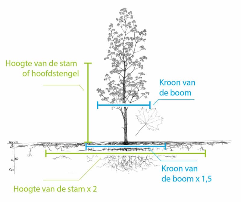 Hoe Bereken Ik De Grootte Van De Boomwortels