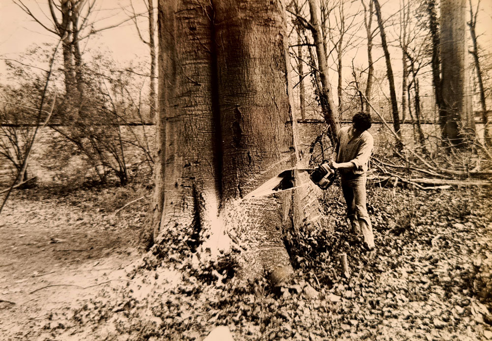 Abattage d'un arbre centenaire