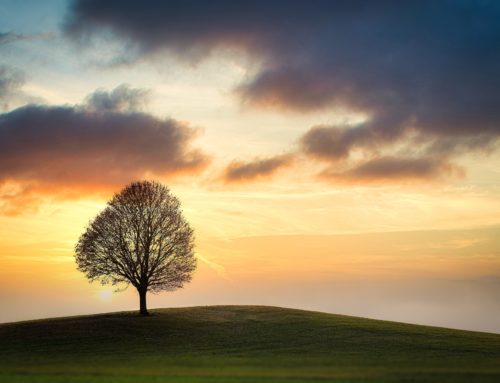 Planter un arbre en mémoire et souvenir d’un être cher
