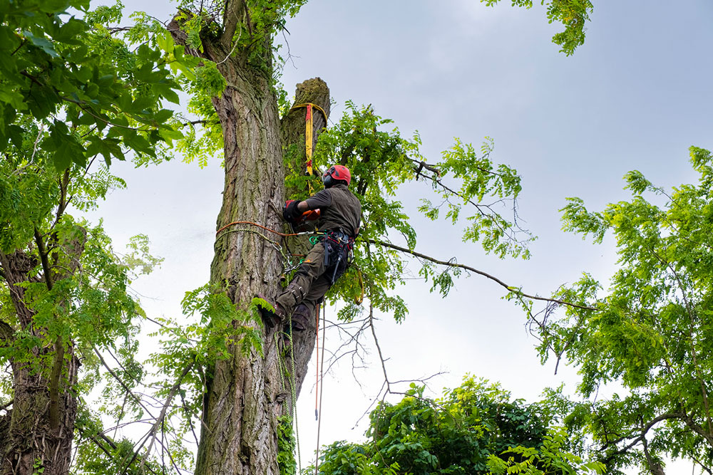 Boomverzorger met European Tree Worker-certificaat