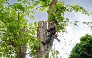 Boomsnoeier met European Tree Worker-certificaat en gereedschap