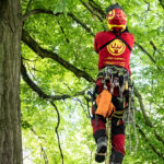 Élaguer grimpeur Van Wetter certifié European Tree Worker