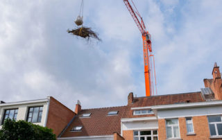 Verwijdering boom over huizen