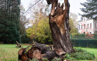 Een boom in een park die wordt bewaard omwille van de biodiversiteit