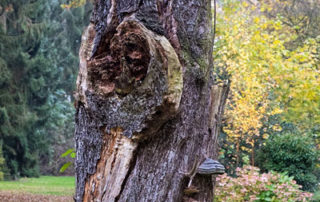 Dode boom die behouden wordt omwille van de biodiversiteit