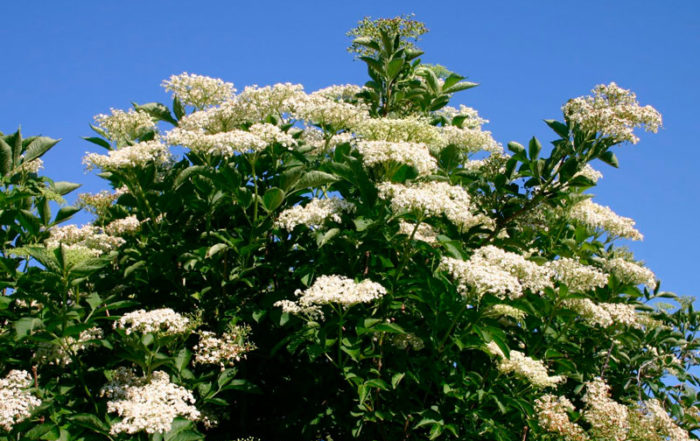 Quel arbre ou arbuste planter dans mon jardin en Belgique? · Vanwetter