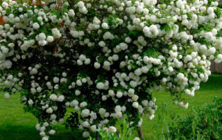 Arbuste Viorne obier