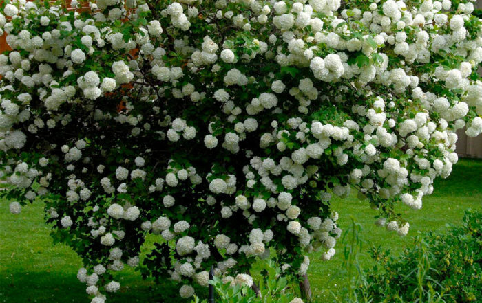 Quel arbre ou arbuste planter dans mon jardin en Belgique? · Vanwetter
