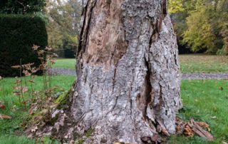 Aantasting van een boom door honingzwam