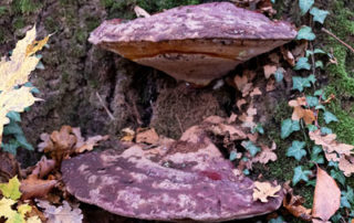 Attaque de champignons sur un chêne