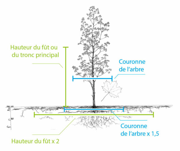 Comment calculer, mesurer la taille et situer les racines de mon arbre?