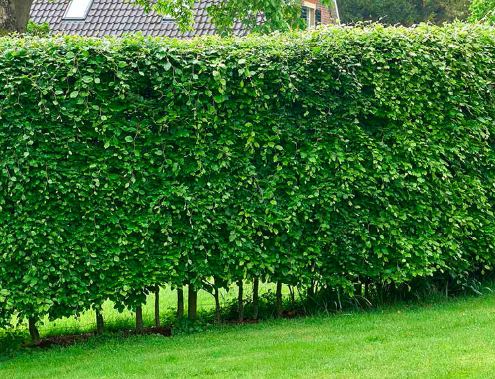 Comment déterminer l'âge d'un arbre sans le couper? · Vanwetter — free download