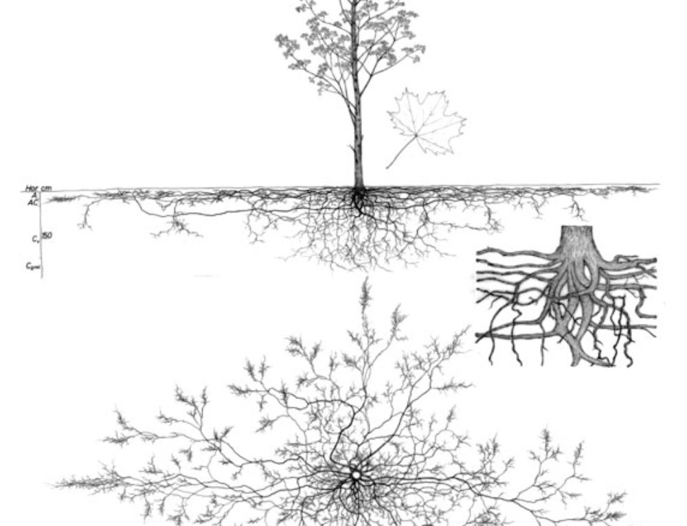 Comment déterminer l'âge d'un arbre sans le couper? · Vanwetter — free download