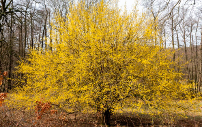 Quel arbre ou arbuste planter dans mon jardin en Belgique? · Vanwetter