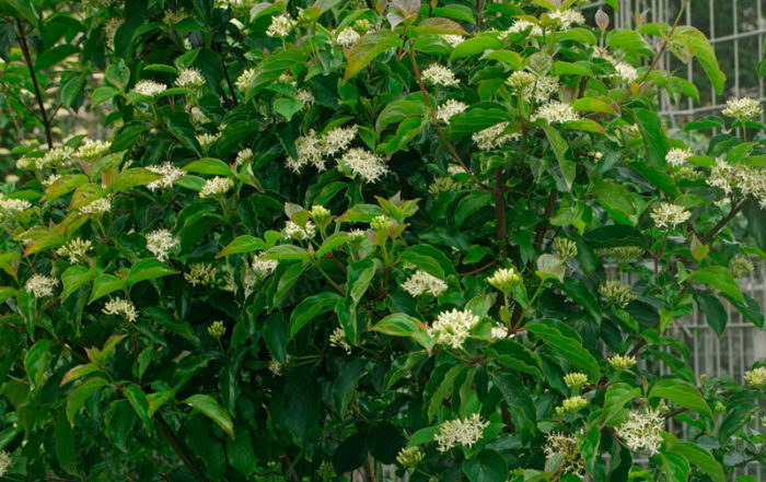Quel arbre ou arbuste planter dans mon jardin en Belgique? · Vanwetter