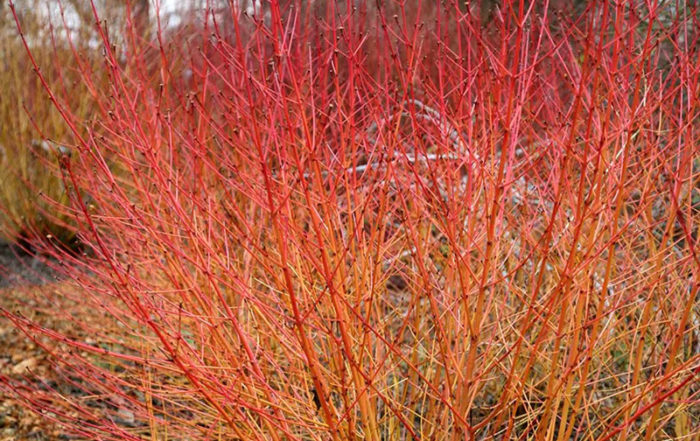 Quel arbre ou arbuste planter dans mon jardin en Belgique?