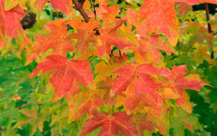 Quel arbre ou arbuste planter dans mon jardin en Belgique? · Vanwetter