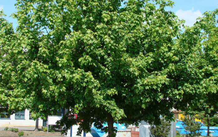 Quel arbre ou arbuste planter dans mon jardin en Belgique? · Vanwetter