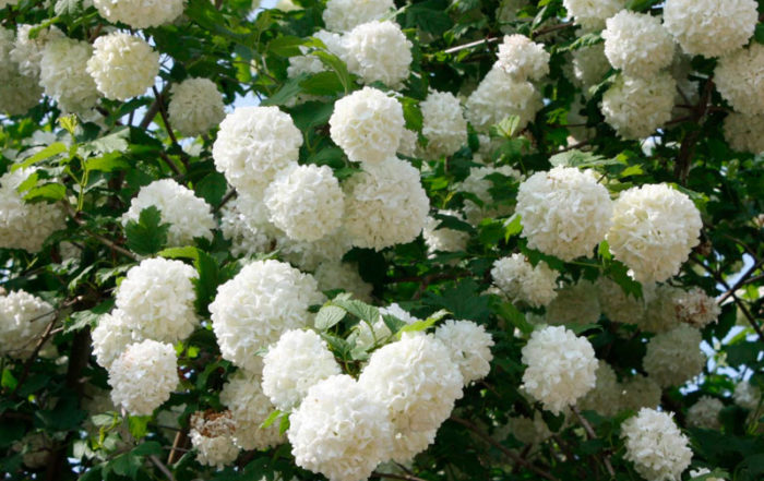 Quel arbre ou arbuste planter dans mon jardin en Belgique? · Vanwetter