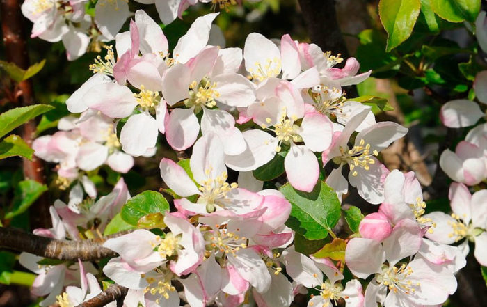 Quel arbre ou arbuste planter dans mon jardin en Belgique?