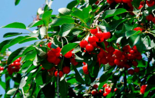 Vruchten van de kriekenboom