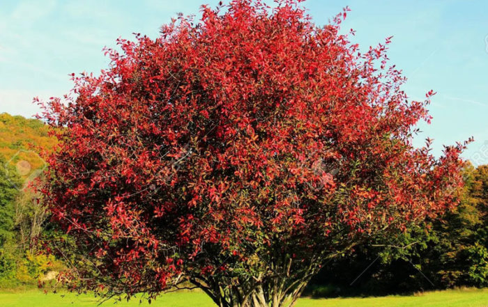 Quel arbre ou arbuste planter dans mon jardin en Belgique? · Vanwetter