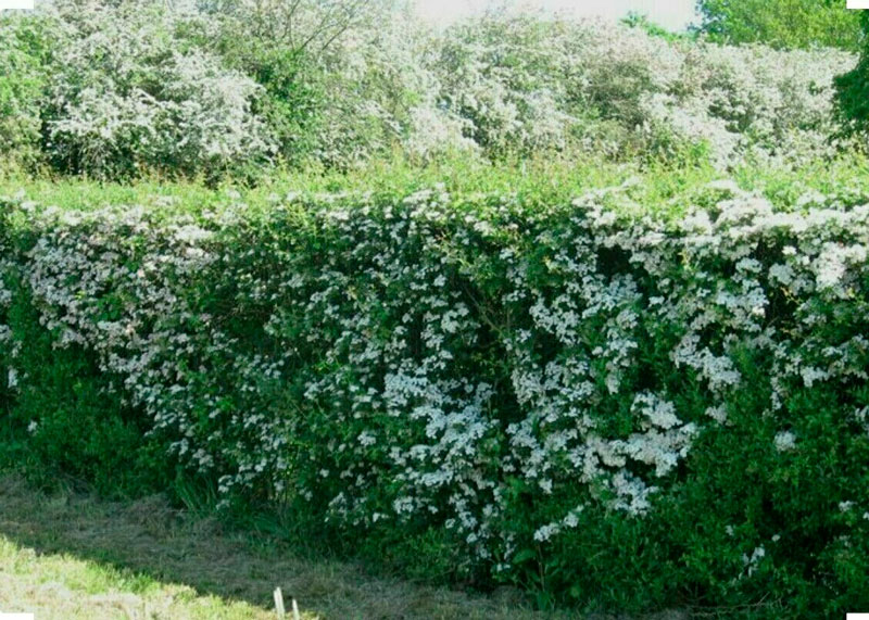 rhododendron sun star Star Trek main image 0