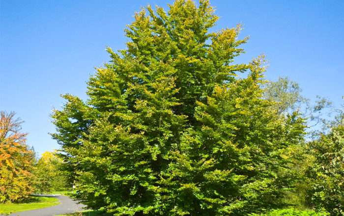 Quel arbre ou arbuste planter dans mon jardin en Belgique? · Vanwetter