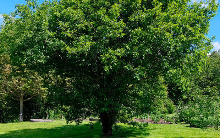 Quel arbre ou arbuste planter dans mon jardin en Belgique?