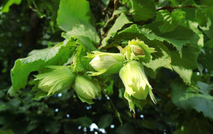 Quel arbre ou arbuste planter dans mon jardin en Belgique?