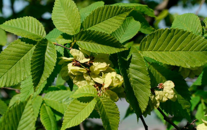 Quel arbre ou arbuste planter dans mon jardin en Belgique? · Vanwetter