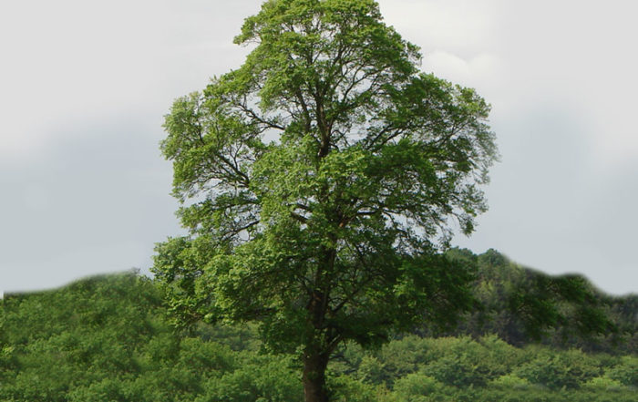 Quel arbre ou arbuste planter dans mon jardin en Belgique? · Vanwetter