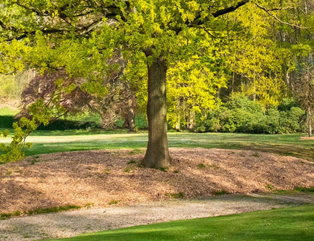 Comment déterminer l'âge d'un arbre sans le couper? — free download