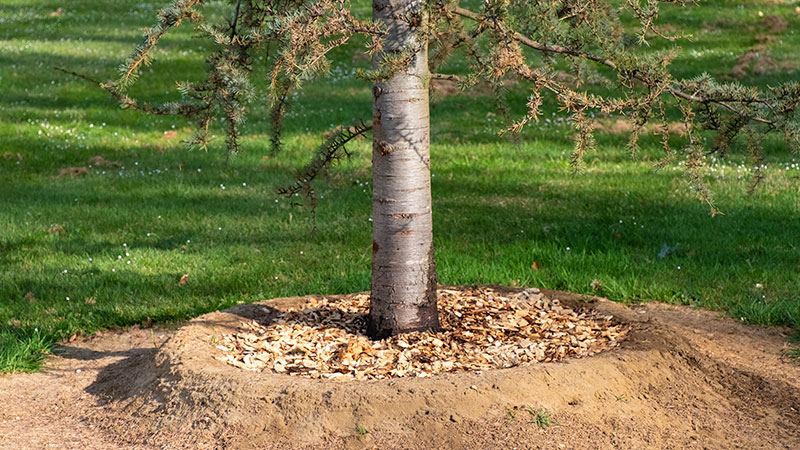 Aanbrengen van mulch op de grond rond een boom