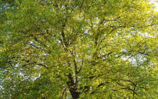 Platane à feuilles d'érable remarquable