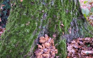 Polypore géant au pied d'un arbre