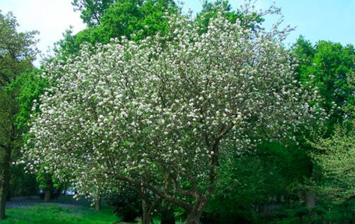 Quel arbre ou arbuste planter dans mon jardin en Belgique?
