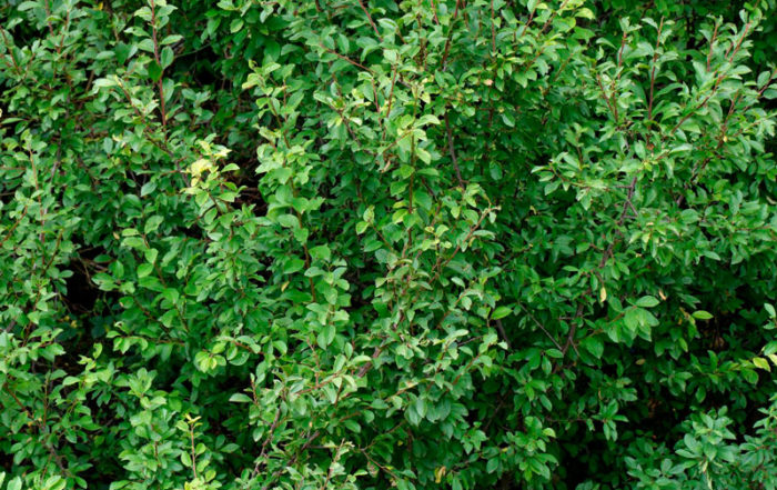 Quel arbre ou arbuste planter dans mon jardin en Belgique? · Vanwetter