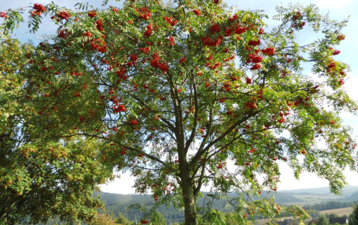Quel arbre ou arbuste planter dans mon jardin en Belgique?