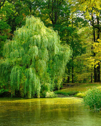 Quel arbre ou arbuste planter dans mon jardin en Belgique? · Vanwetter