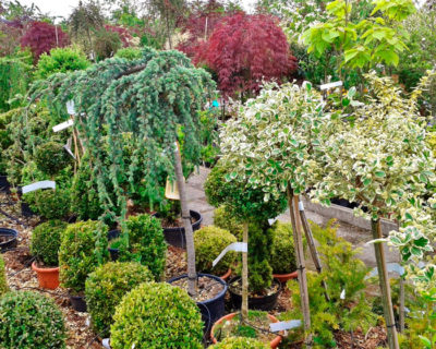 Quel arbre ou arbuste planter dans mon jardin en Belgique?