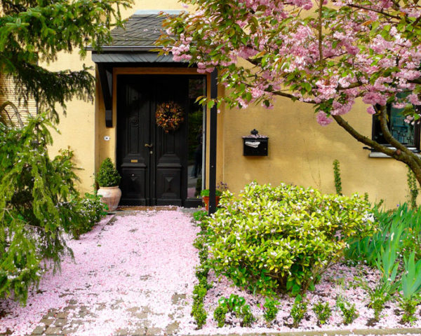 Quel arbre ou arbuste planter dans mon jardin en Belgique? · Vanwetter