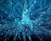 système racinaire de l’arbre