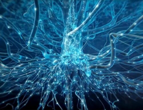 Comment fonctionnent les racines des arbres ?